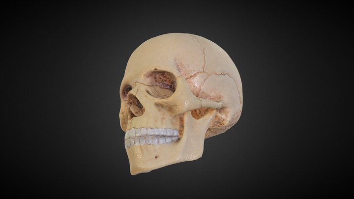 Human Skull Model (Plastic)