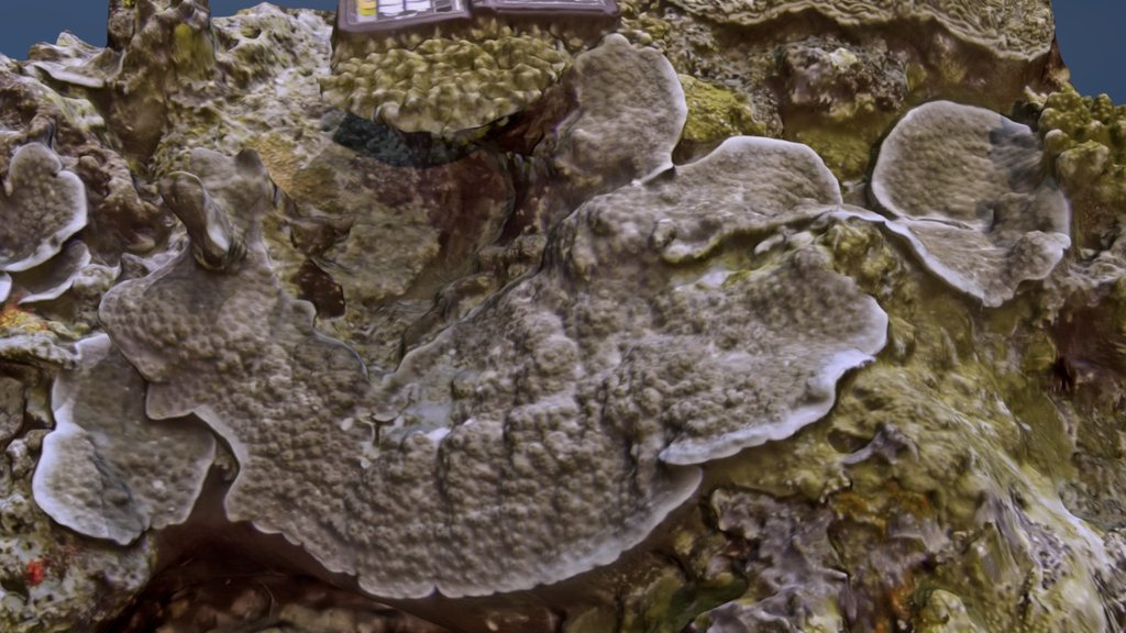Echinopora lamellosa underwater colony