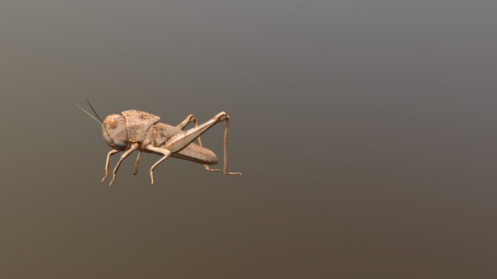 Migratory Locust