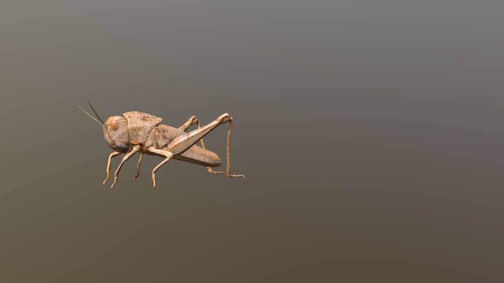 Migratory Locust