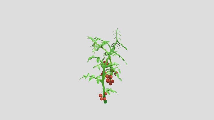 Two Tomato plants 3D Model