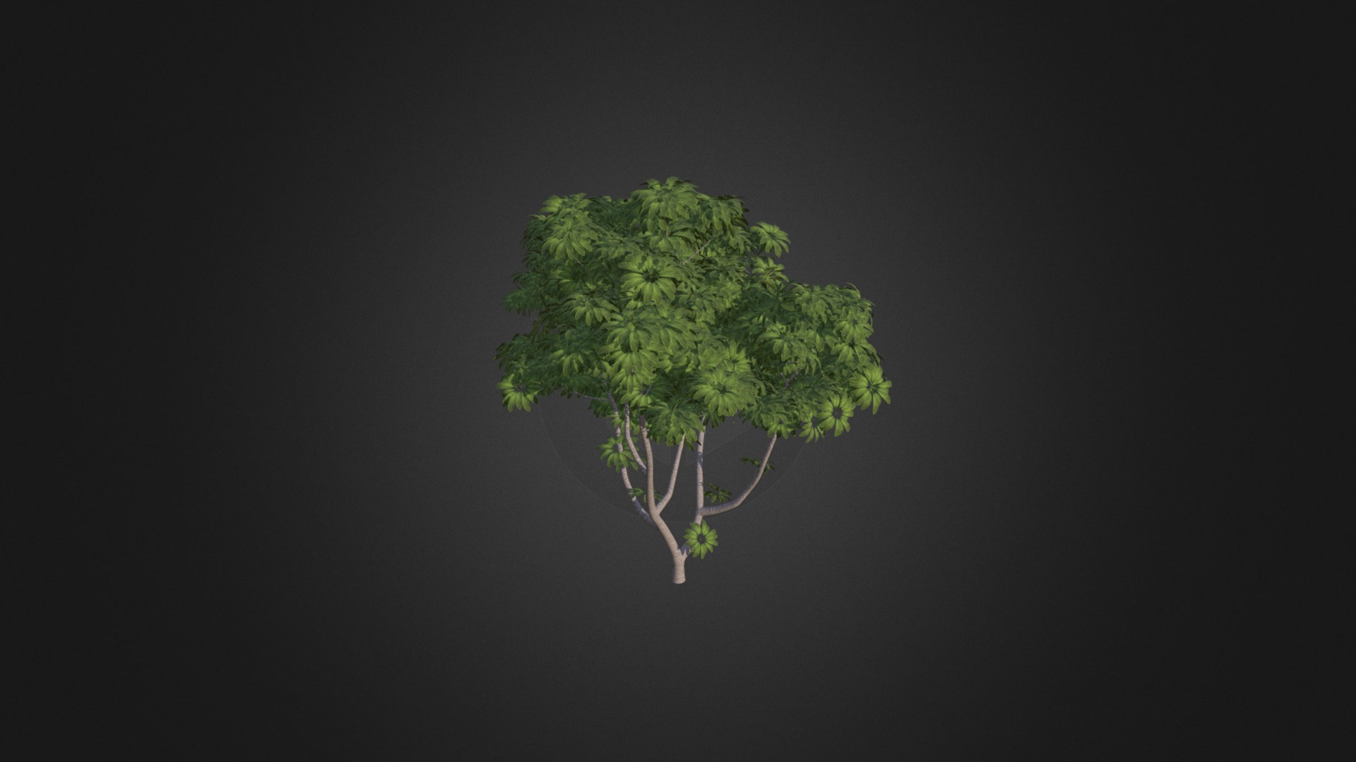 3D model Umbrella Tree - This is a 3D model of the Umbrella Tree. The 3D model is about a small tree with green leaves.