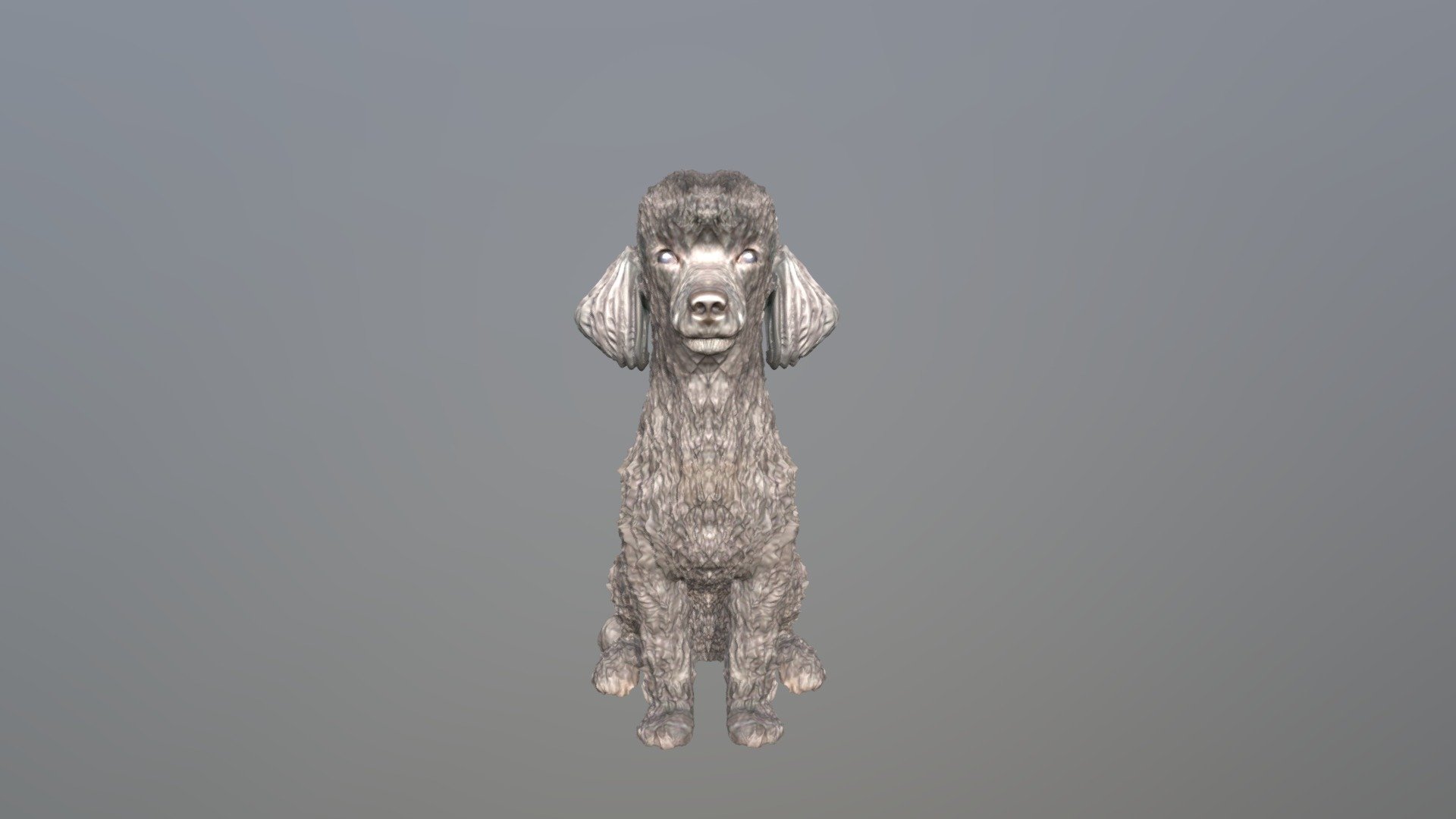 1808031- Bobo- Miniature Poodle