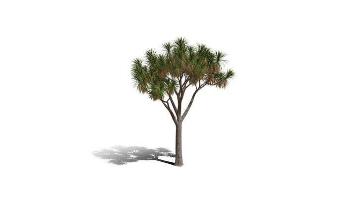 Realistic HD Cabbage tree (30/50) 3D Model