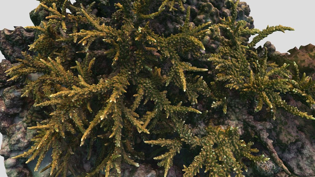 Acropora formosa