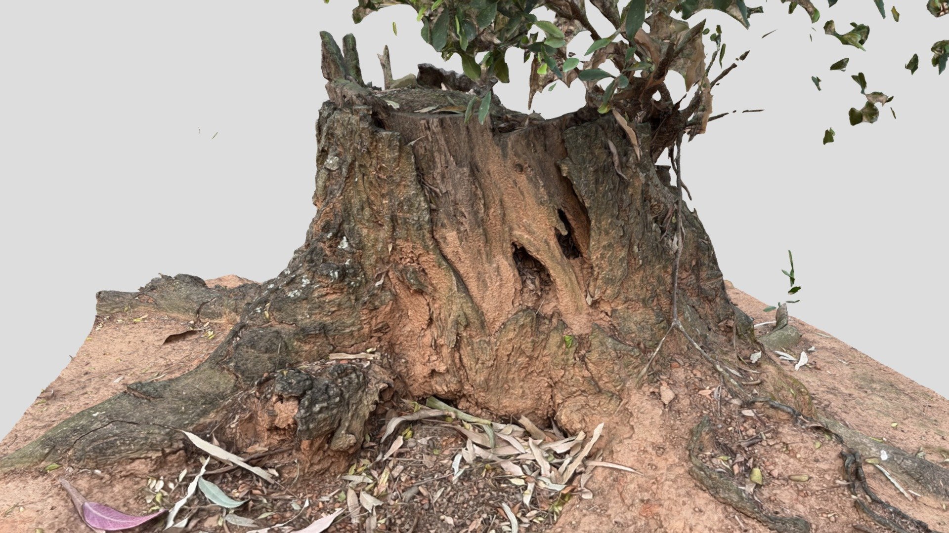 Root - Download Free 3D model by Binhou (@a98b98c98) [0189750] - Sketchfab