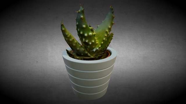 Cactus 3D Scan 3D Model