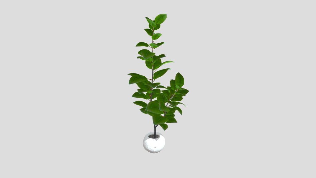 Ficus Elastica