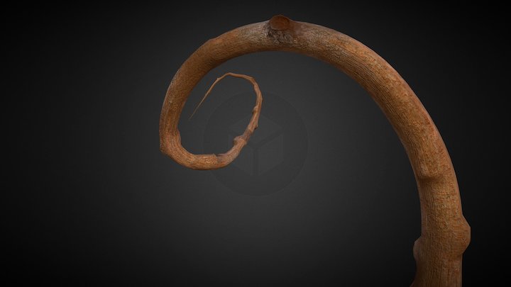 Trunk 3D Model