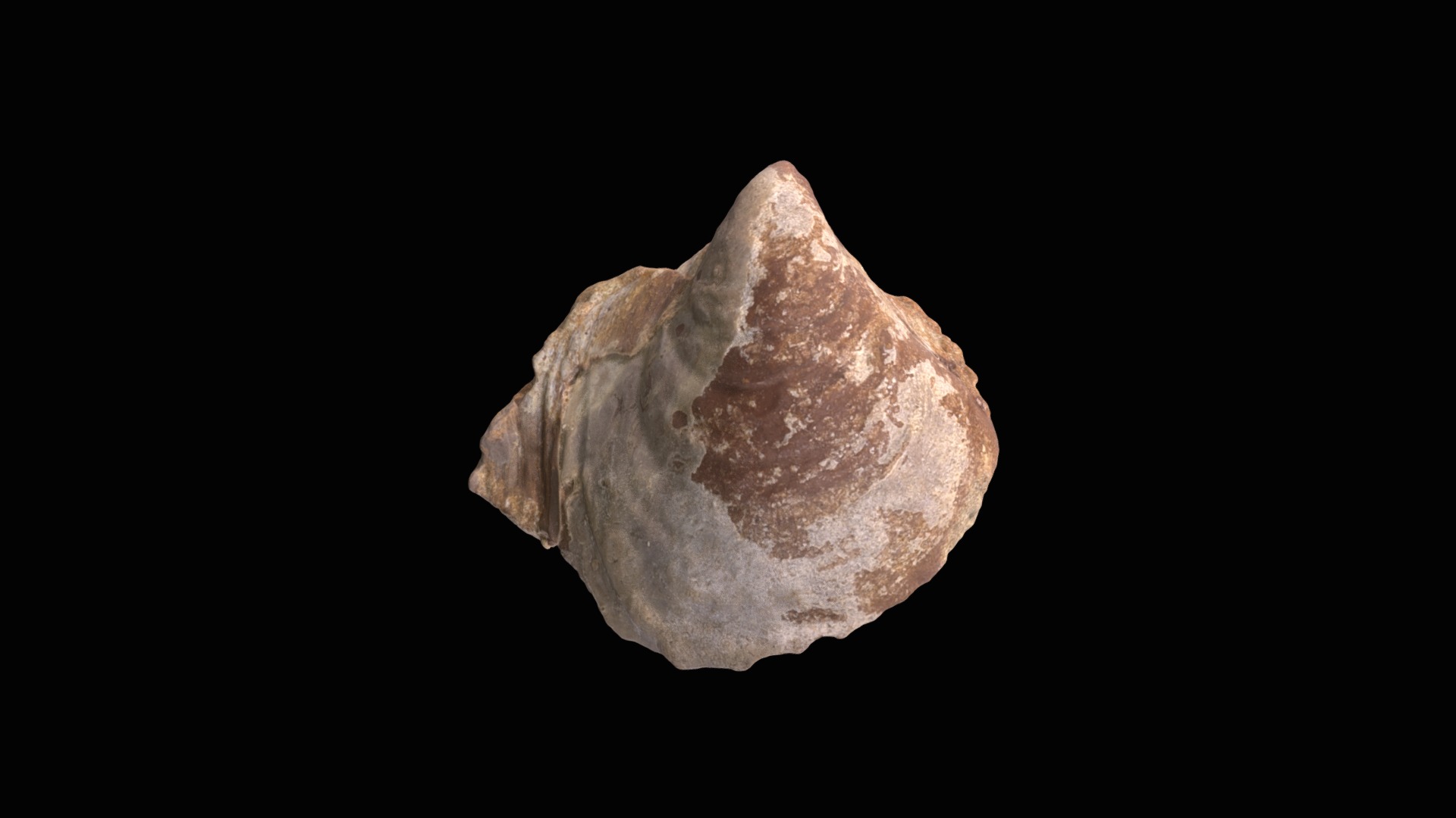 3D model Inoceramus cf. prefragilis D839 a - This is a 3D model of the Inoceramus cf. prefragilis D839 a. The 3D model is about a close-up of a rock.
