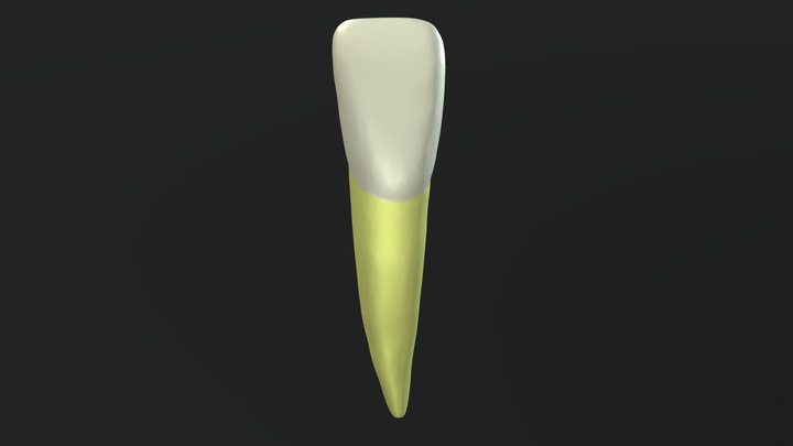 Maxillary Lateral Incisor 3d