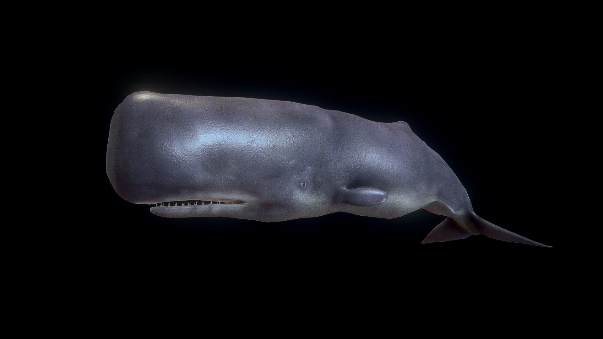 Spermwhale - 3D Model By Josluat91 [019cc8f] - Sketchfab