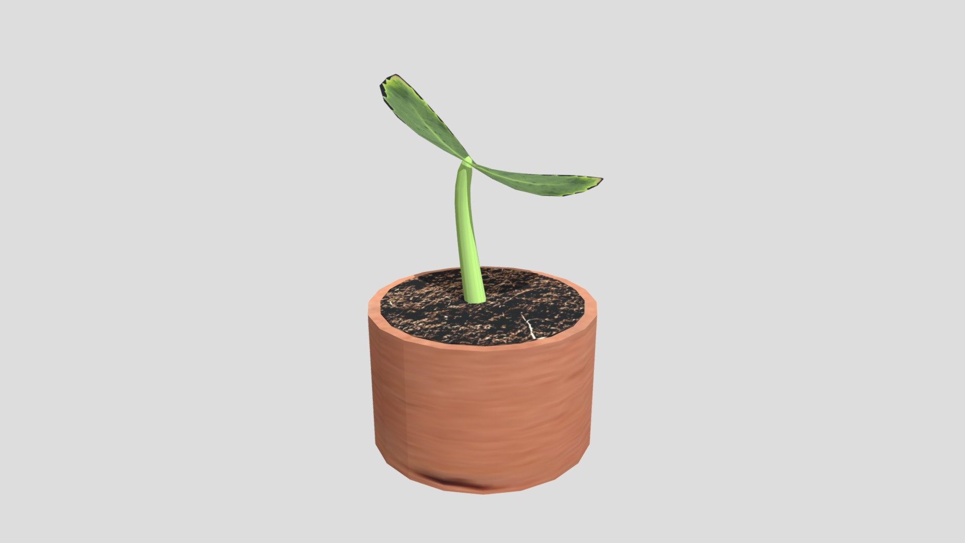 Plant