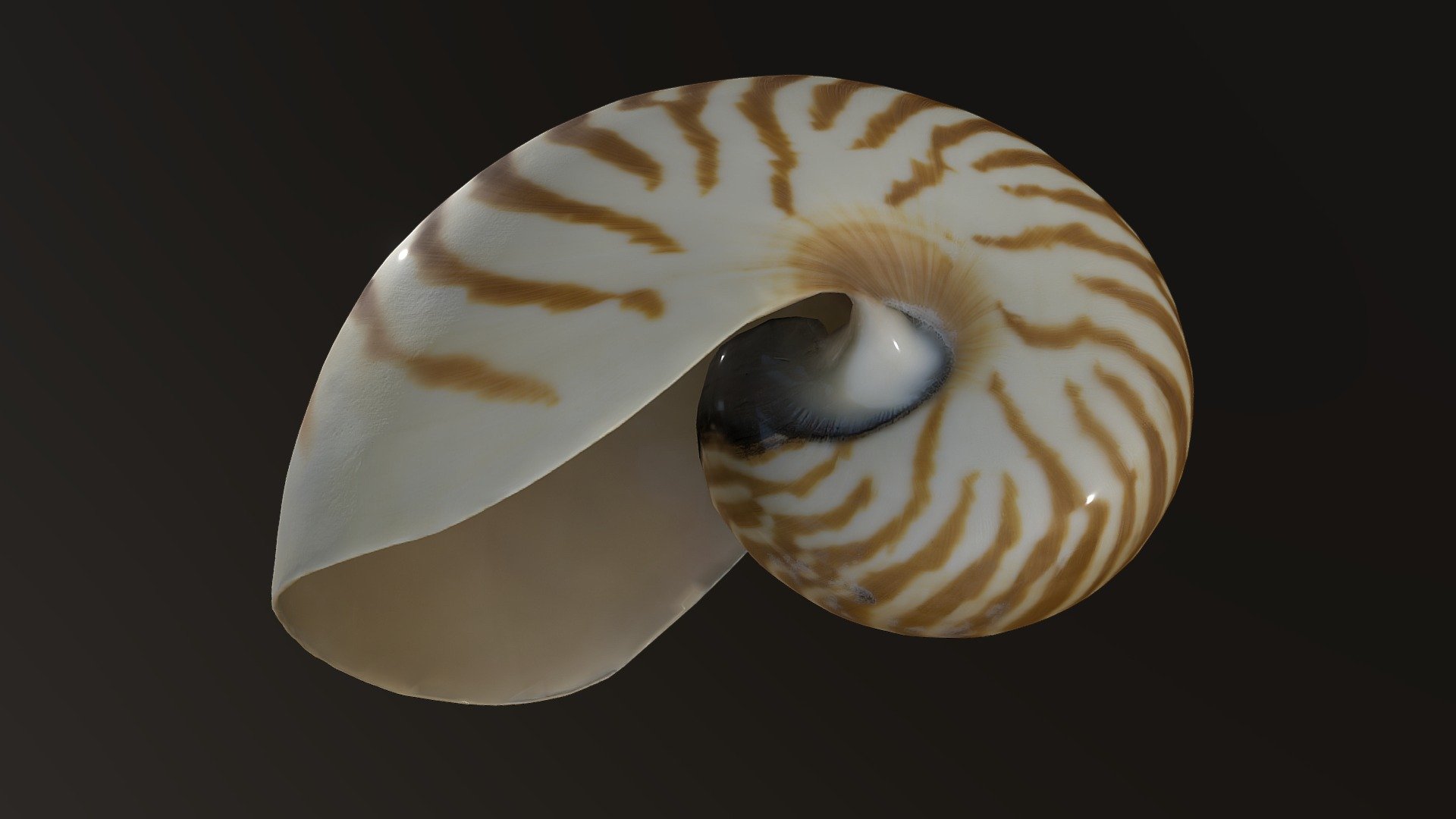 Nautilus - 3D model by 4DRealism (@4DRealism) [01a6a5e]