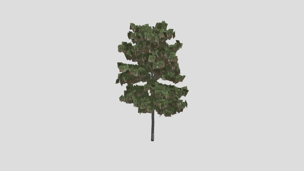 Pine
