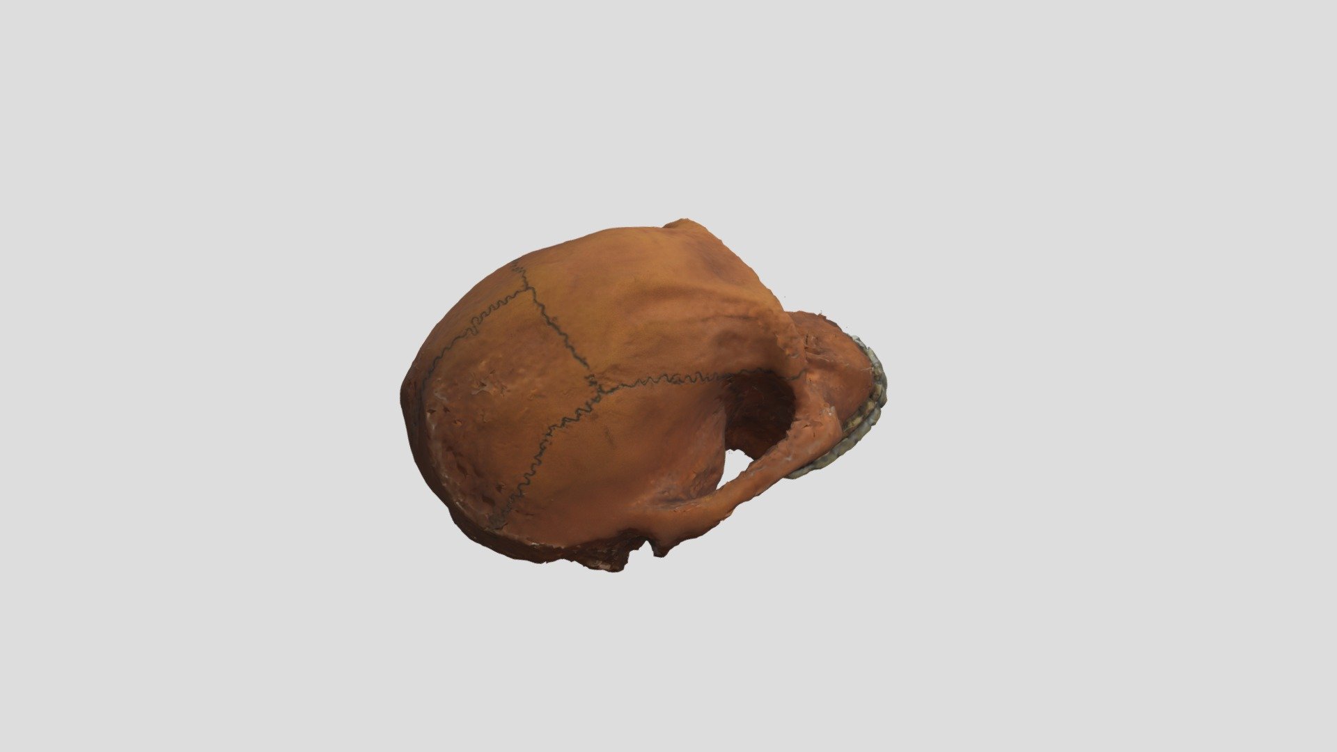 Skull B Small - Download Free 3D Model By Mnaglak [01b8a4e] - Sketchfab