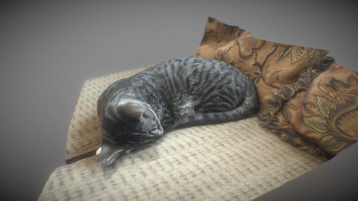 Cat Scan 3D Model