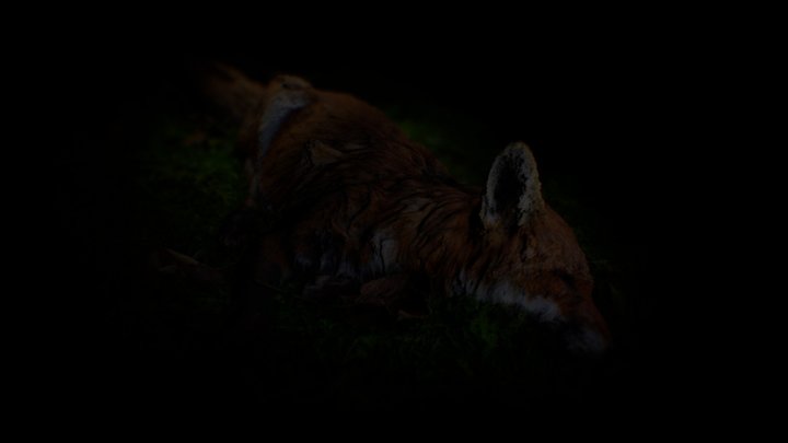 Dead Fox 3D Model
