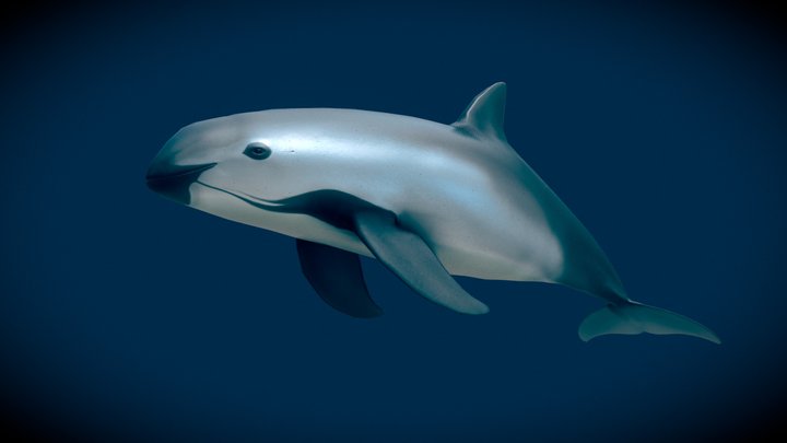 Vaquita (Phocoena sinus) 3D Model