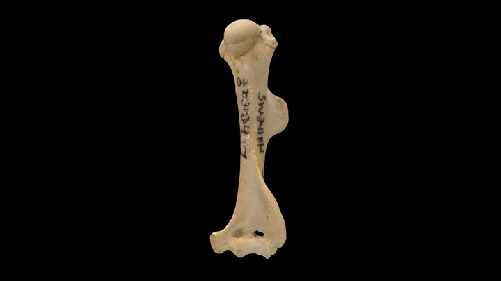 Muskrat (Ondatra zibethicus), Right Humerus 3D Model
