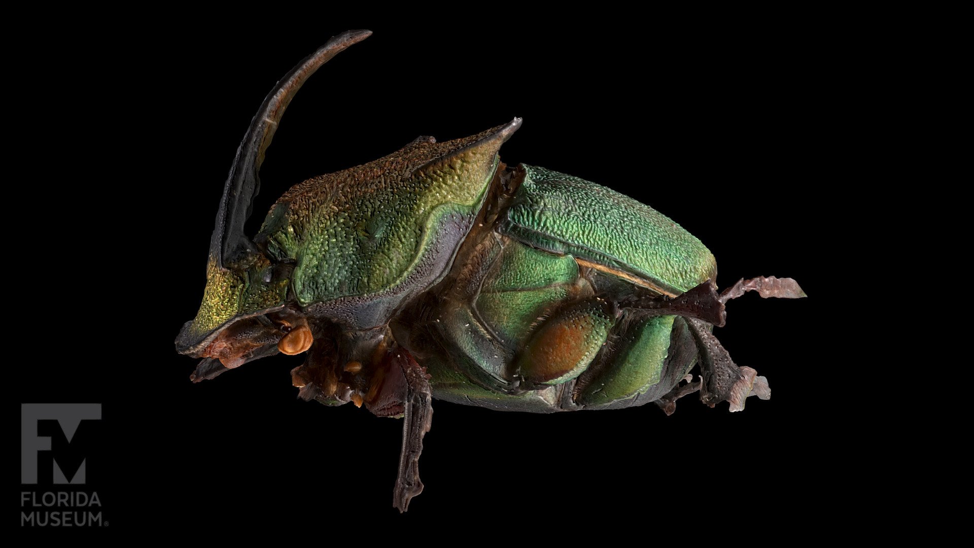 Rainbow Scarab 3d Model By Floridamuseum [01c612a] Sketchfab