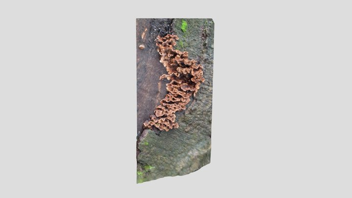 Bleeding Oak Crust – Modello 3D gratuito STL