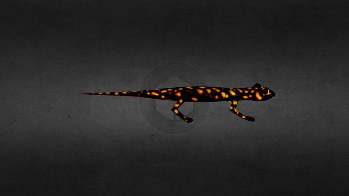 Salamander 3D Model