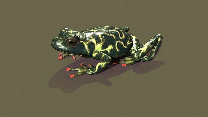 Model 104A - Riggenbach's Reed Frog