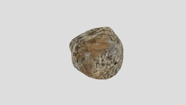 Fossiliferous Rock 3D Model