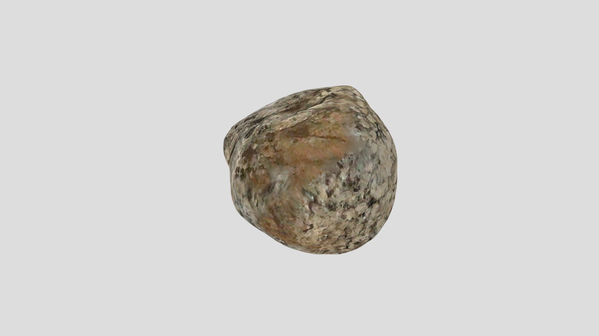 Fossiliferous Rock