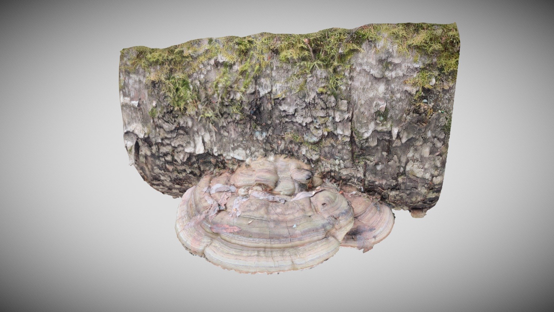 Lattakääpä (Ganoderma applanatum)