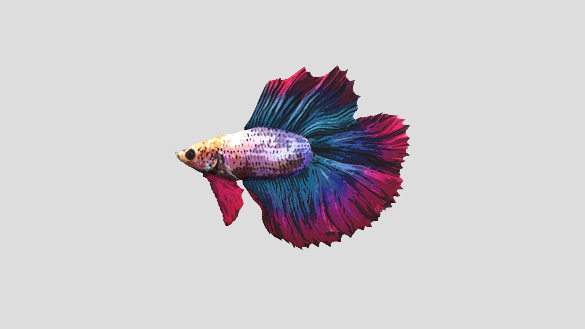 Drag s fashion betta fish