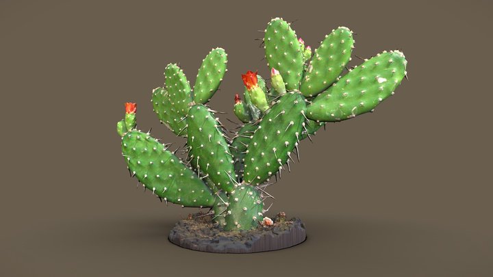 Pear cactus 3D Model