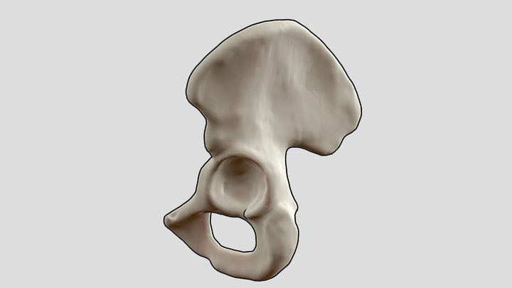 Human-anatomy 3D models - Sketchfab