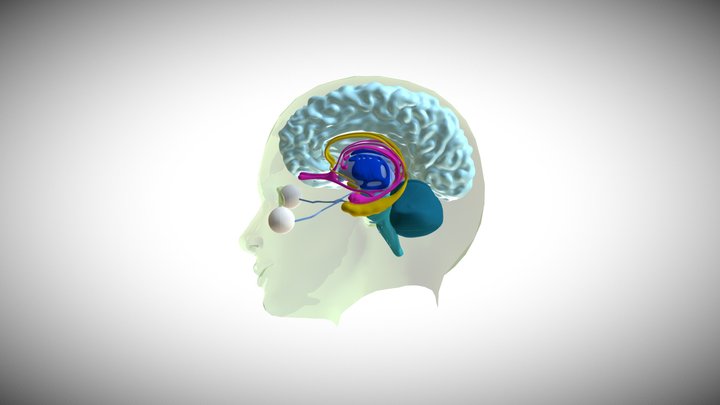 brain anatomy 3D Model