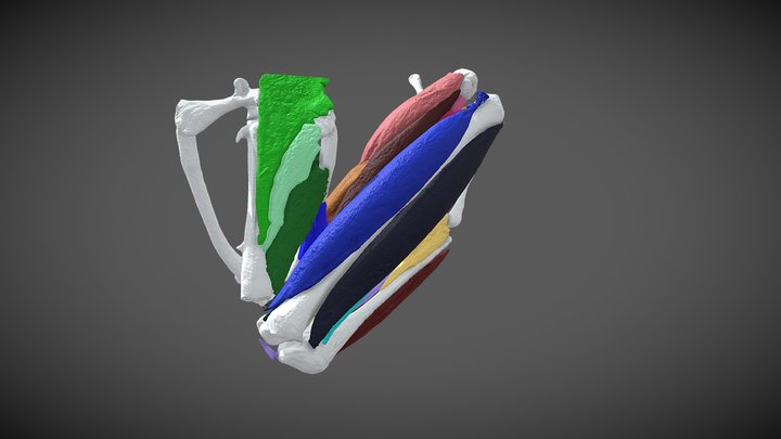 Ascaphus truei - diceCT frog 3D Model