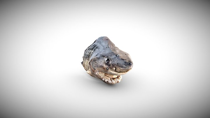 White Shark Specimen 1 3D Model