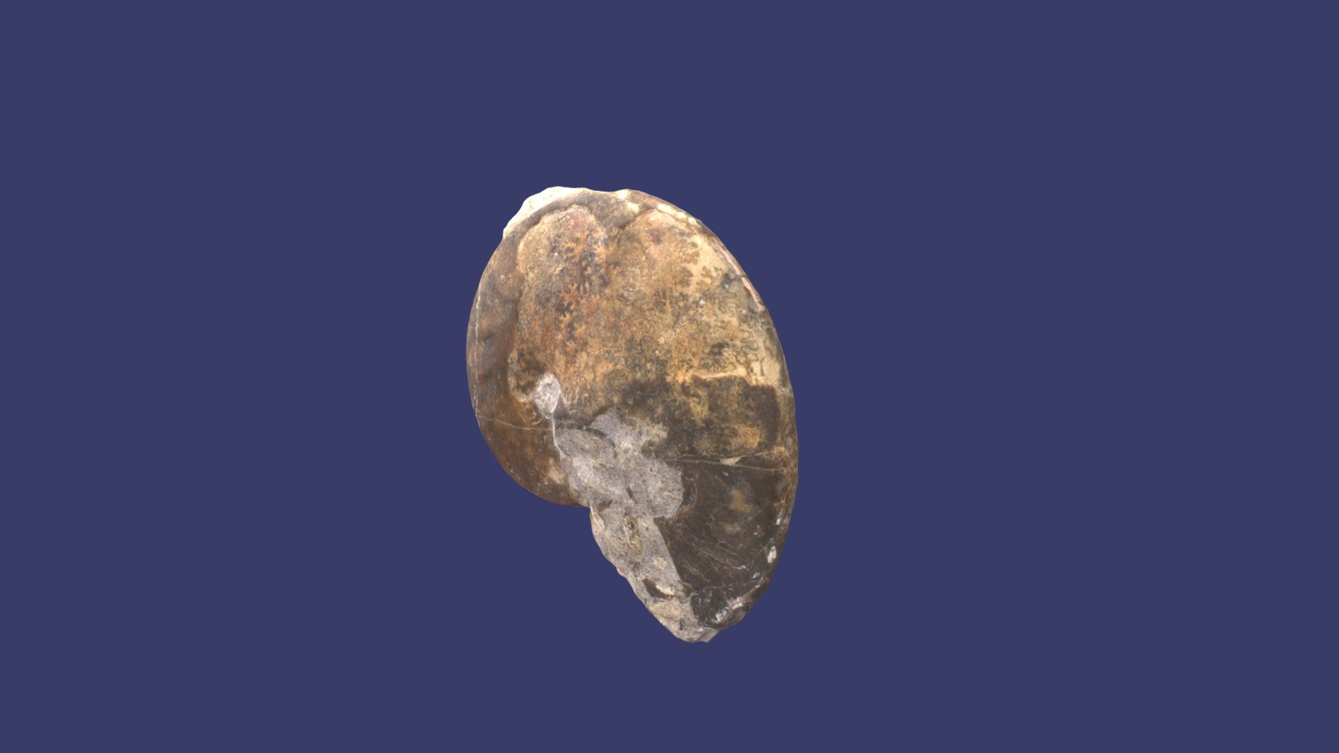 Oxycerites sp.