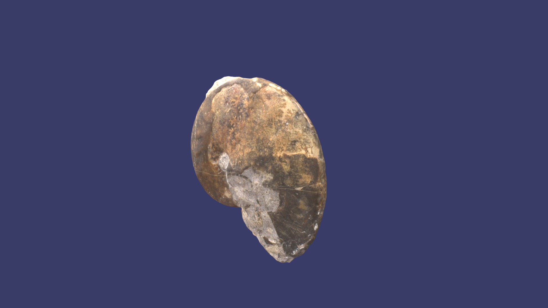 3D model Oxycerites sp. - This is a 3D model of the Oxycerites sp.. The 3D model is about a close-up of the moon.
