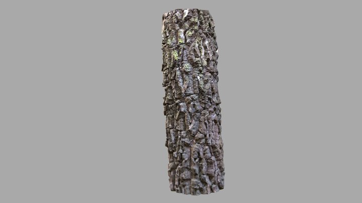 Photogrammetry Tree Bark 3D Model