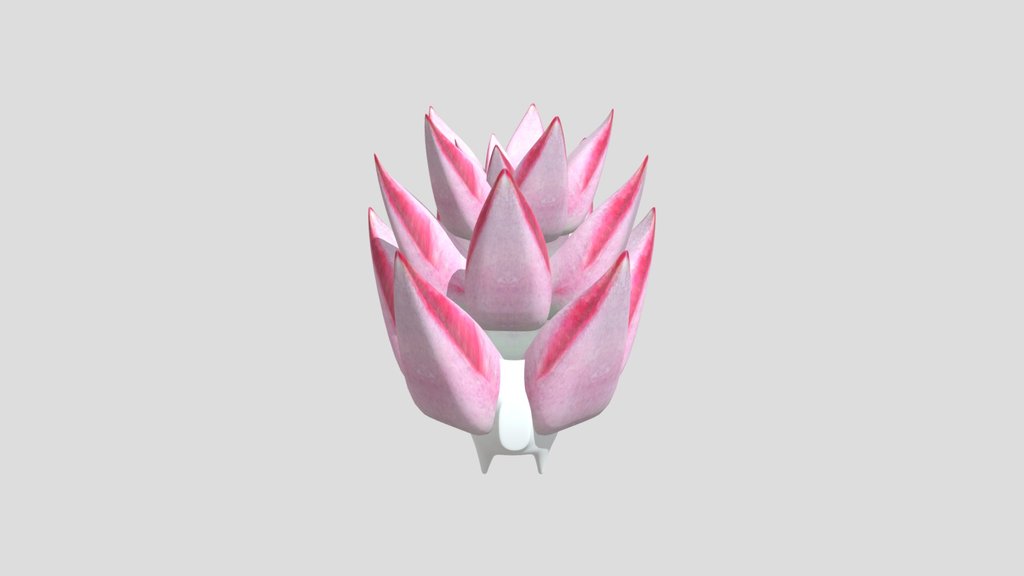 Pink Green Moon Stone Succulent Cactus
