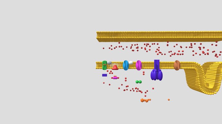 Mitochondria - Electron Transport Chain 3D Model