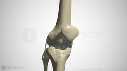 patella