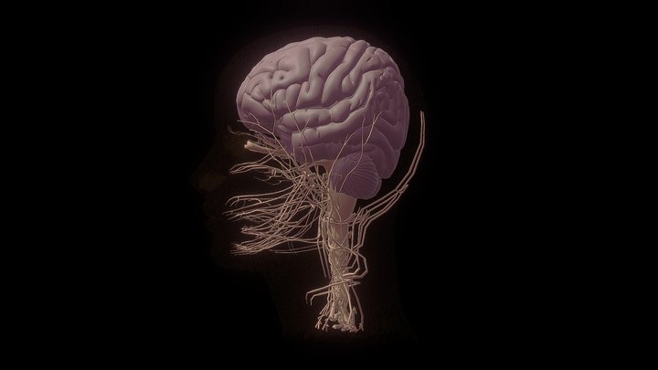 Woman Brain 3D Model