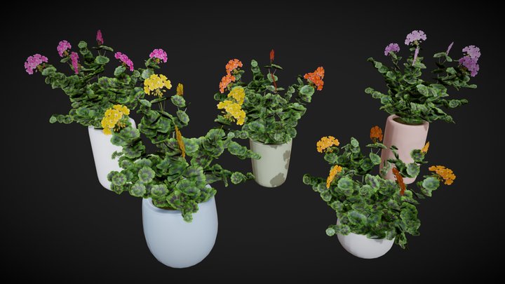Geranium Flowering Plants Free – Free 3D Model STL
