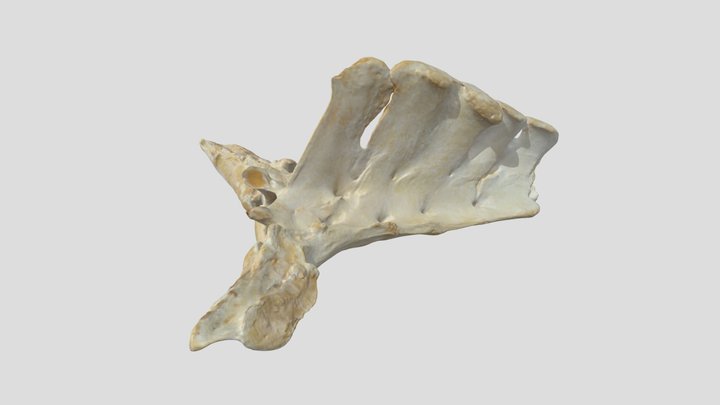 Sacrum (horse) 3D Model