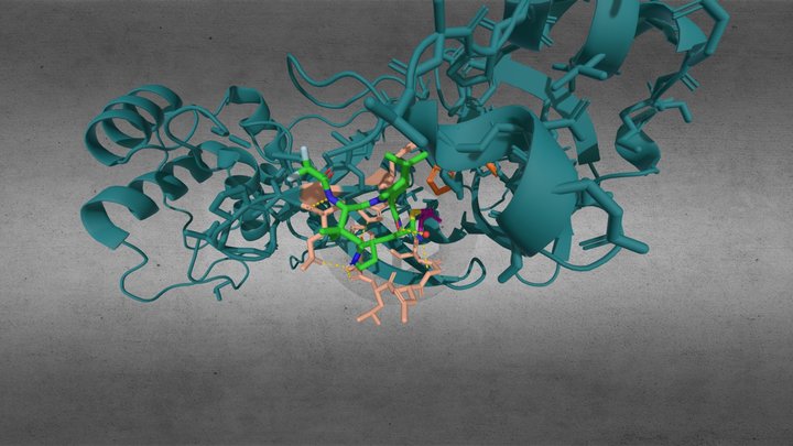 Nirmatrelvir acting on SARS-CoV-2 Main Protease 3D Model