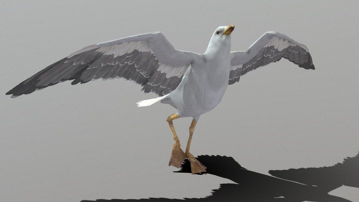 Seagull Animations 3D Model