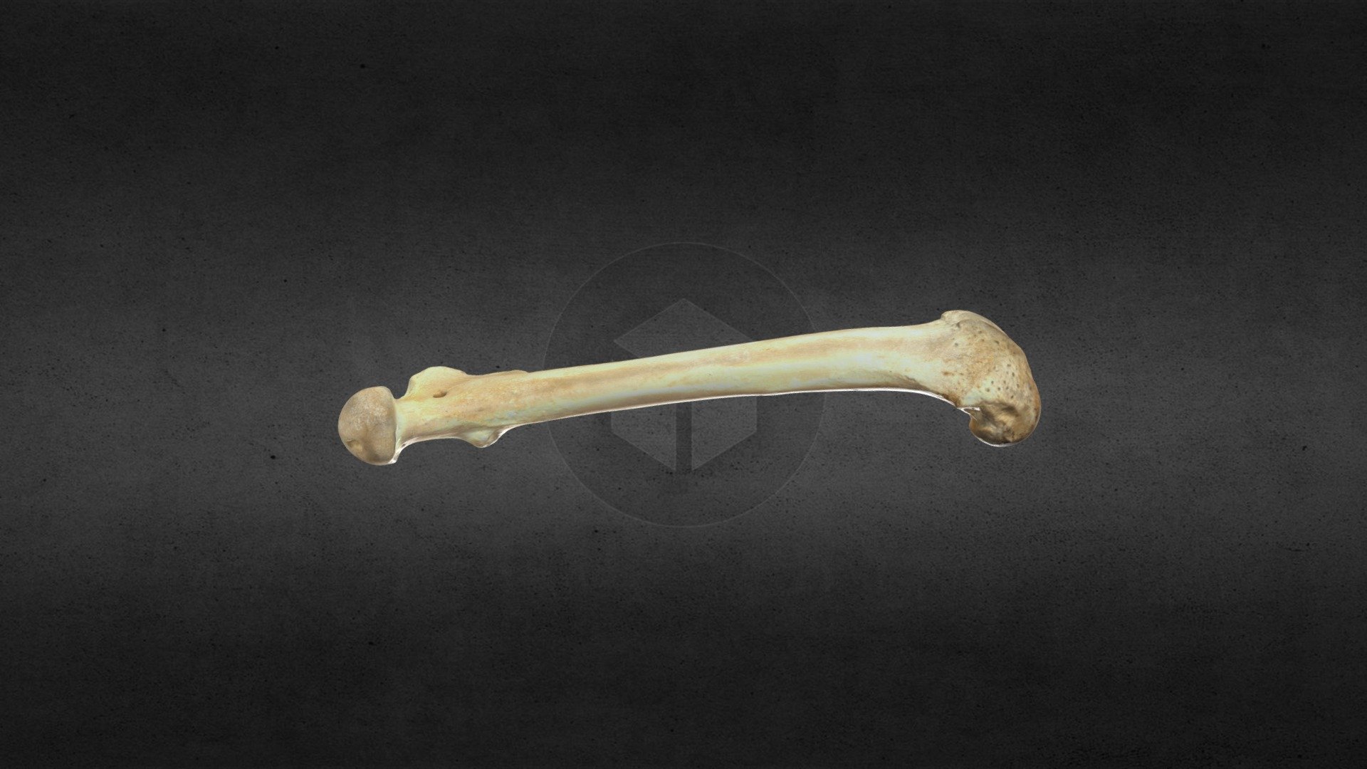 MSCC007 Ursus americanus Left Femur