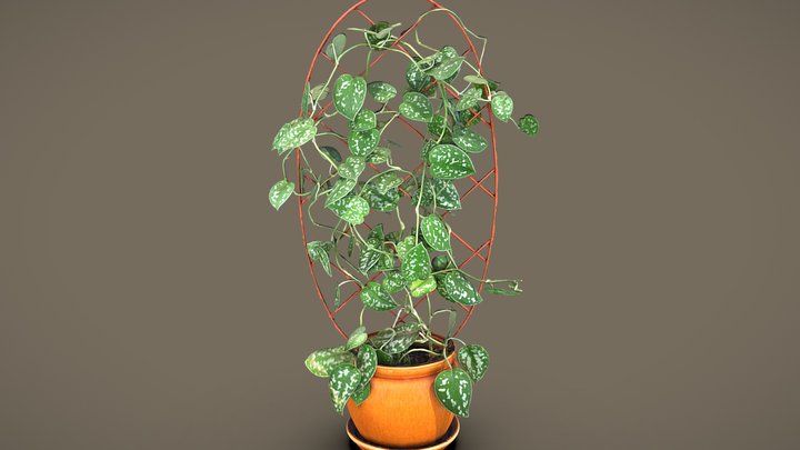 Silver Pothos with a support cage 3D Model